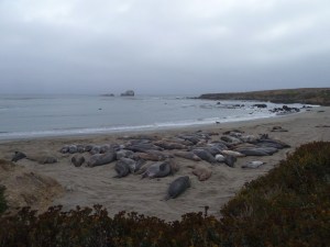 Elephant seals