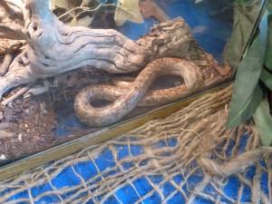Snakes at the fair