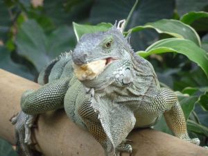 Iguana