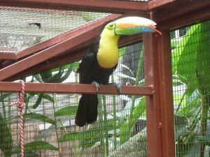 Toucan