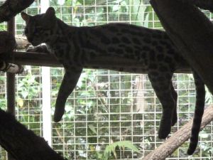 Not a jaguar but another kind of cat