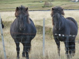Icelandic ponies