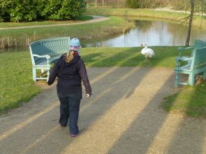 Moments like these make me loathe swans. 