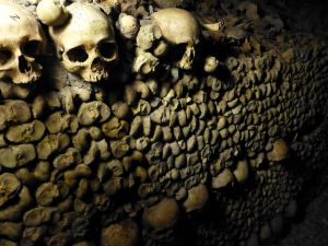 Some of the many bones