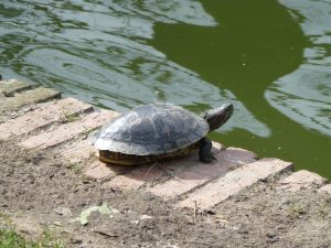 A turtle in the park