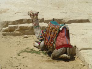 One of the many camels we declined to ride