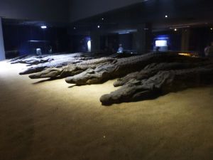 Mummified crocodiles