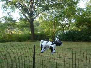 He grazed on the lawn