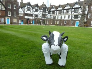 Chilling on the grass