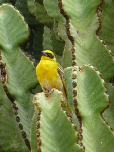 Nobody here but us, a guard and a bird