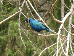 A brightly coloured bird at the castle