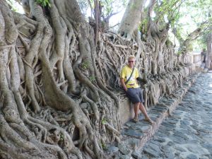 The tree roots growing down