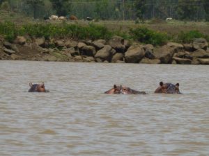 Hippos in the water