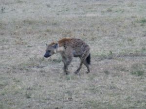 Hyena