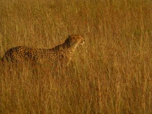Cheetah prowling