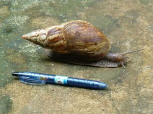 Yep - that's a full size pen