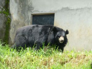 Bear at the zoo