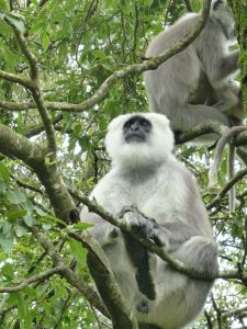 Langour - free but choosing to hang out at the zoo