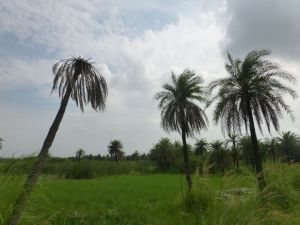 Serenity outside Delhi