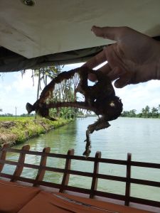 The remains of the fish from lunch