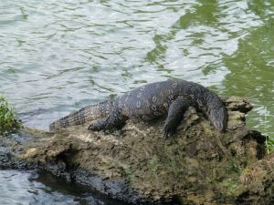 Monitor lizard