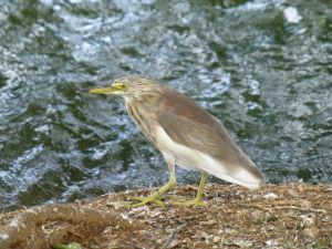 One of the birds we saw