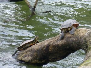 Turtles