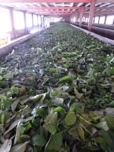 Tea leaves being dried