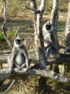 Langour monkeys