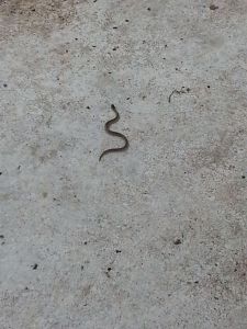 Snake at the park