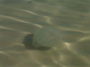 Something to avoid in the water!